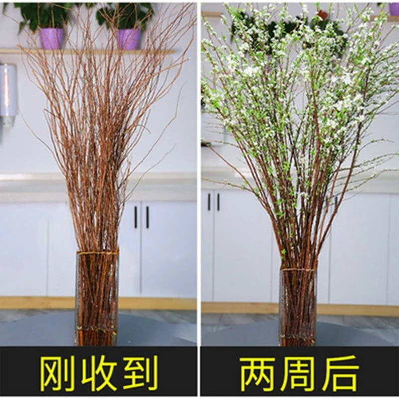 【遇水就活】雪柳干枝鲜枝水养冬季鲜花带芽花瓶干支树苗水培种植