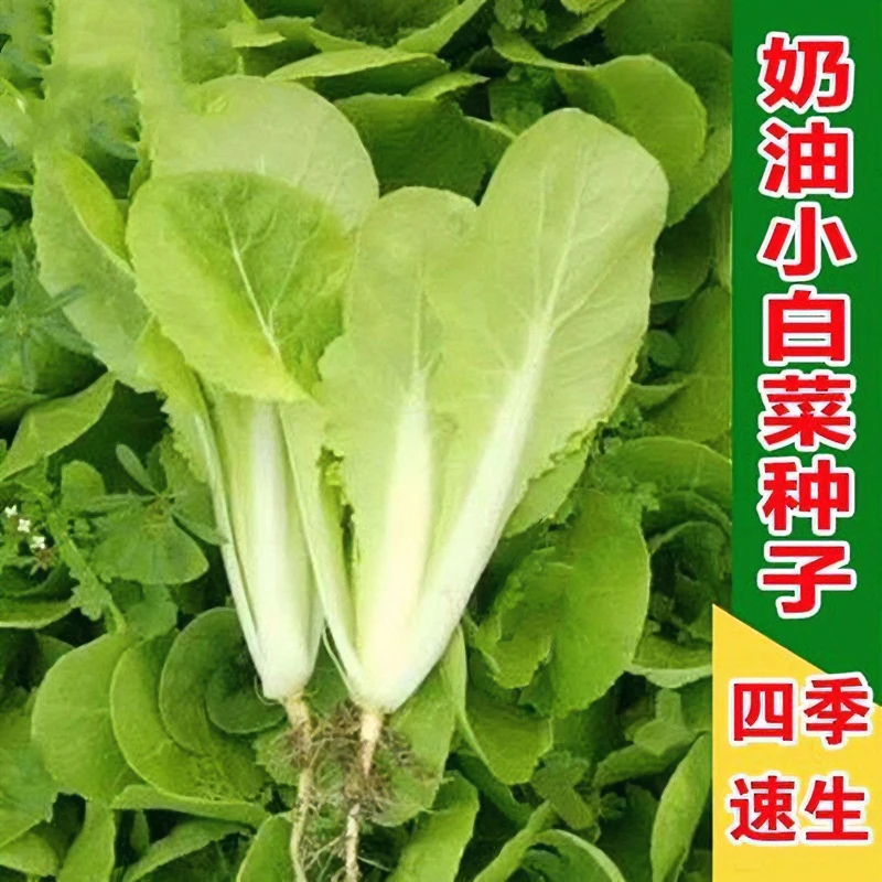 毛毛菜种子奶油小白菜春夏秋冬四季速生蔬蔬菜种子生长种植品质好