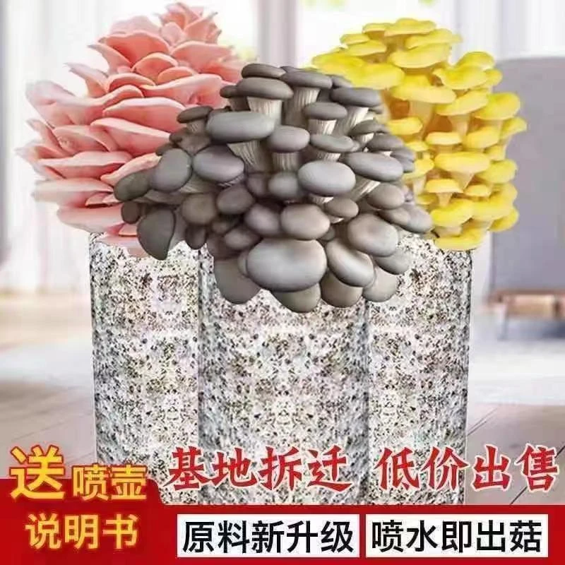 【买一发三】菌种家种蘑菇菌包家庭室内种植食用菌棒可食用菌种植