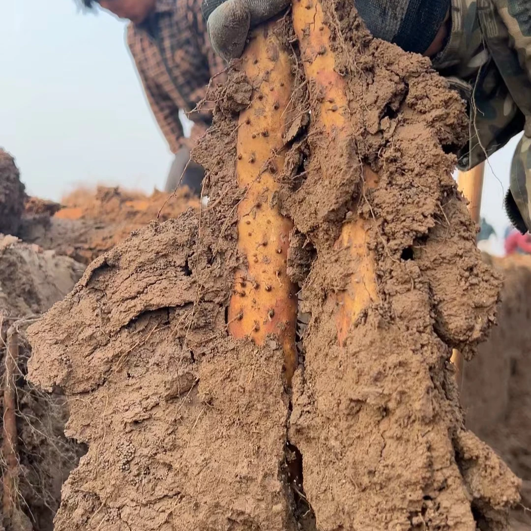 【福利】34-39公分5斤温县垆土铁棍山药 现挖现发新鲜山药