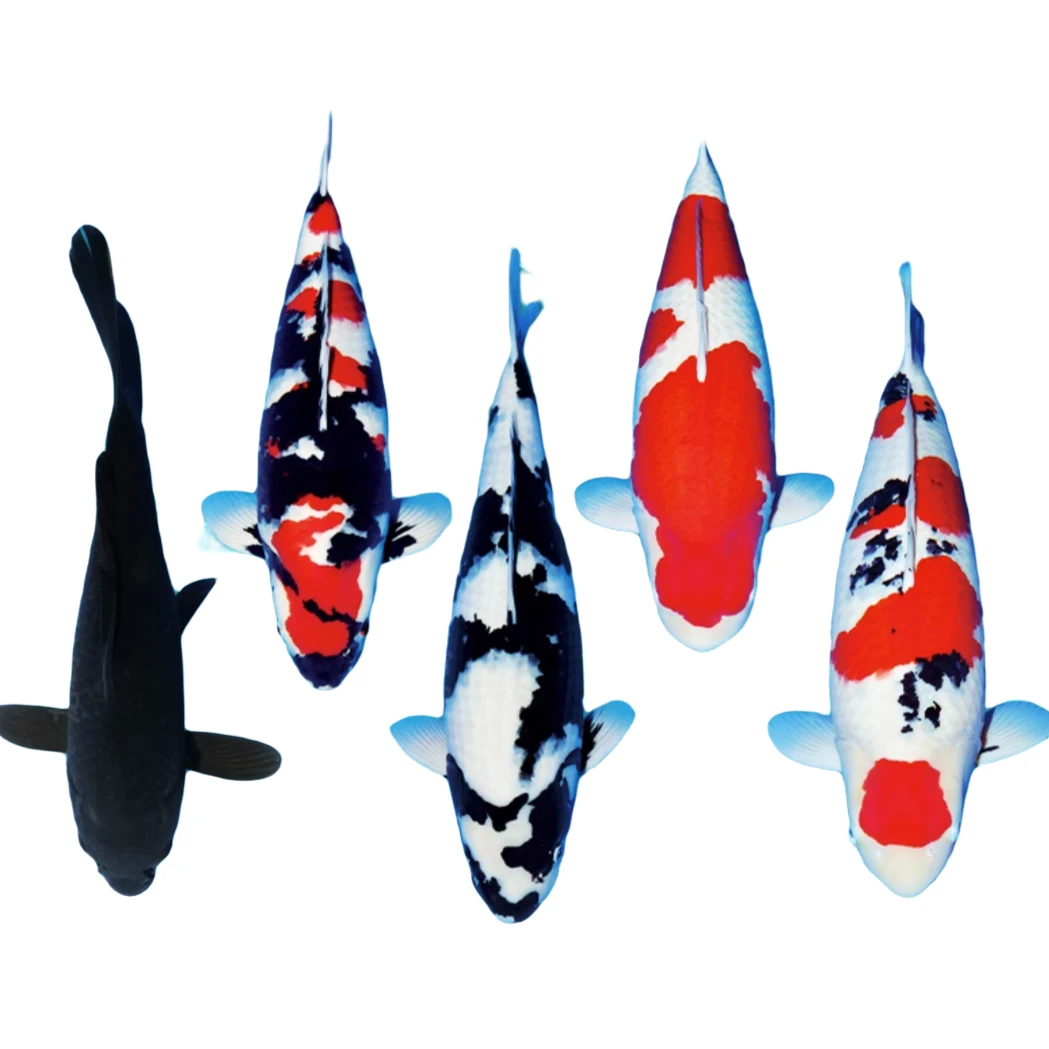 林妹妹锦鲤观赏鱼白写昭和别写锦鲤