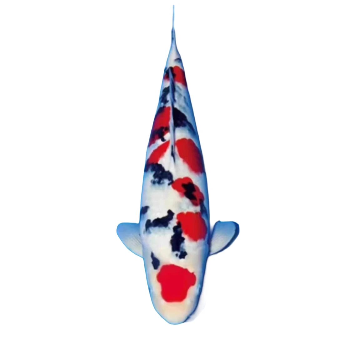 林妹妹锦鲤观赏鱼德系龙茶鲤五色锦鲤