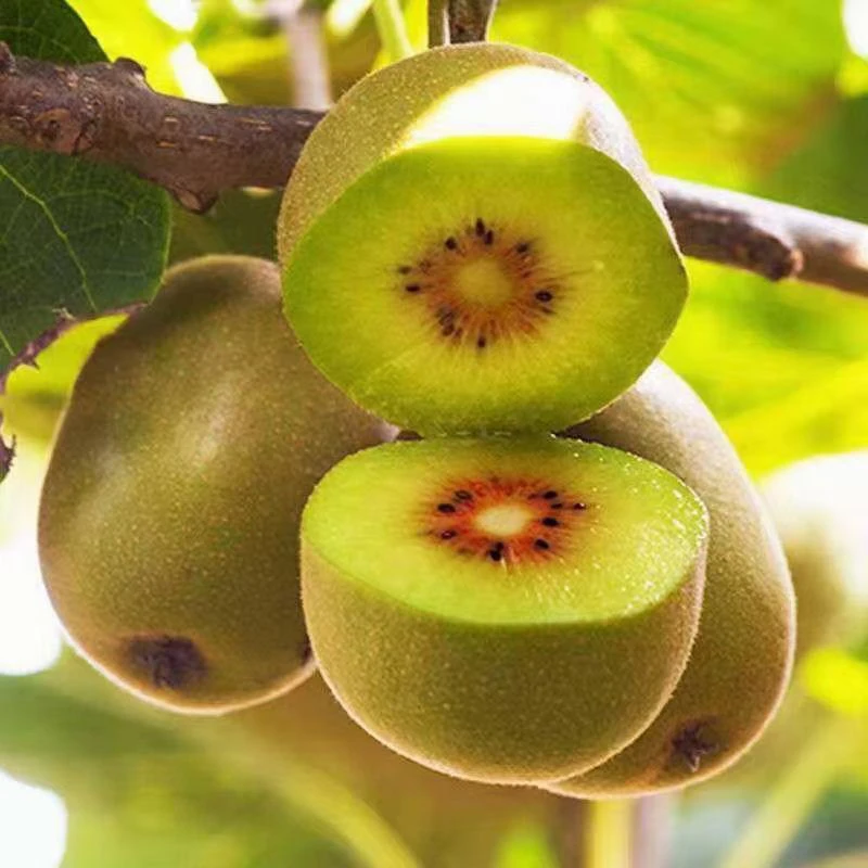 湘西特产红心猕猴桃