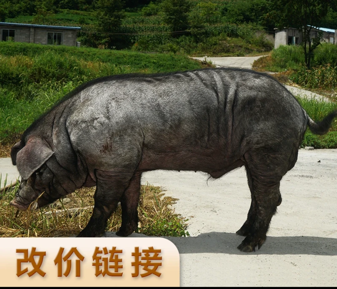 【单独链接改】现割现称 跑山黑土猪肉、马驹岭跑山猪