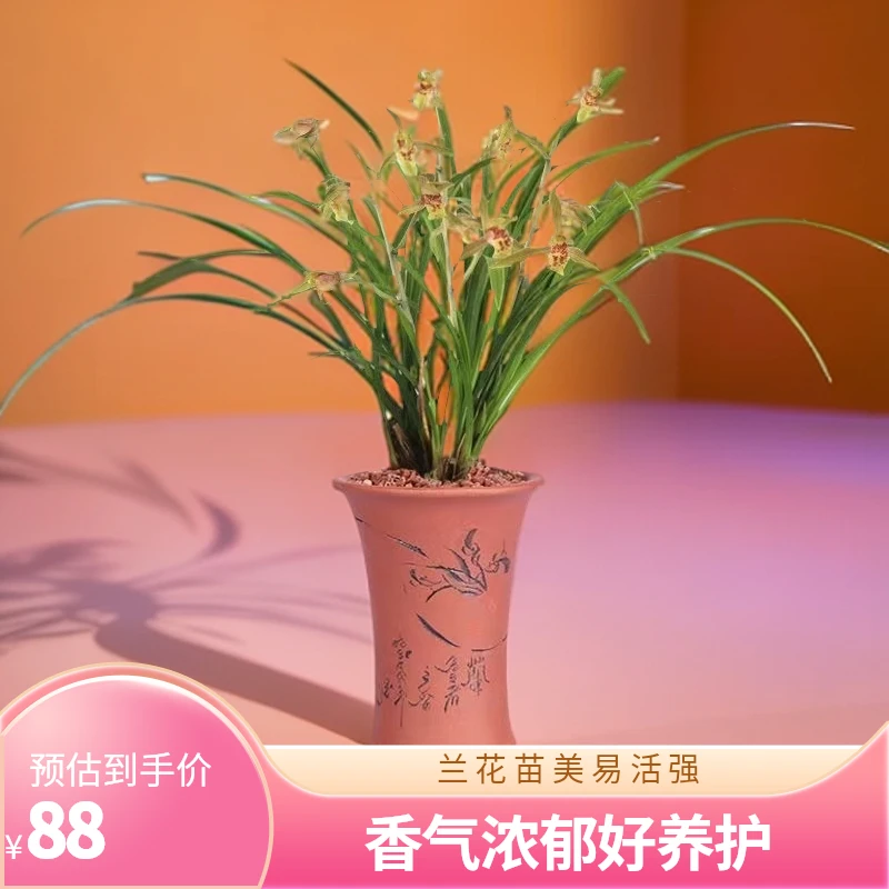 兰花苗兰草蕙兰虎斑线艺金边浓香好养易活室内办公室绿植花卉盆。