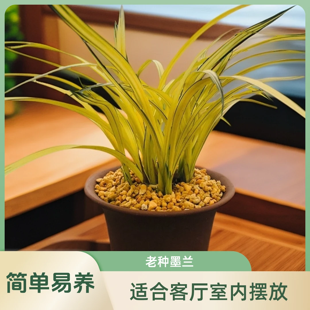 兰花苗墨天鹤牡丹浓香型奇花直发高贵桌面正品老种客厅室内花卉