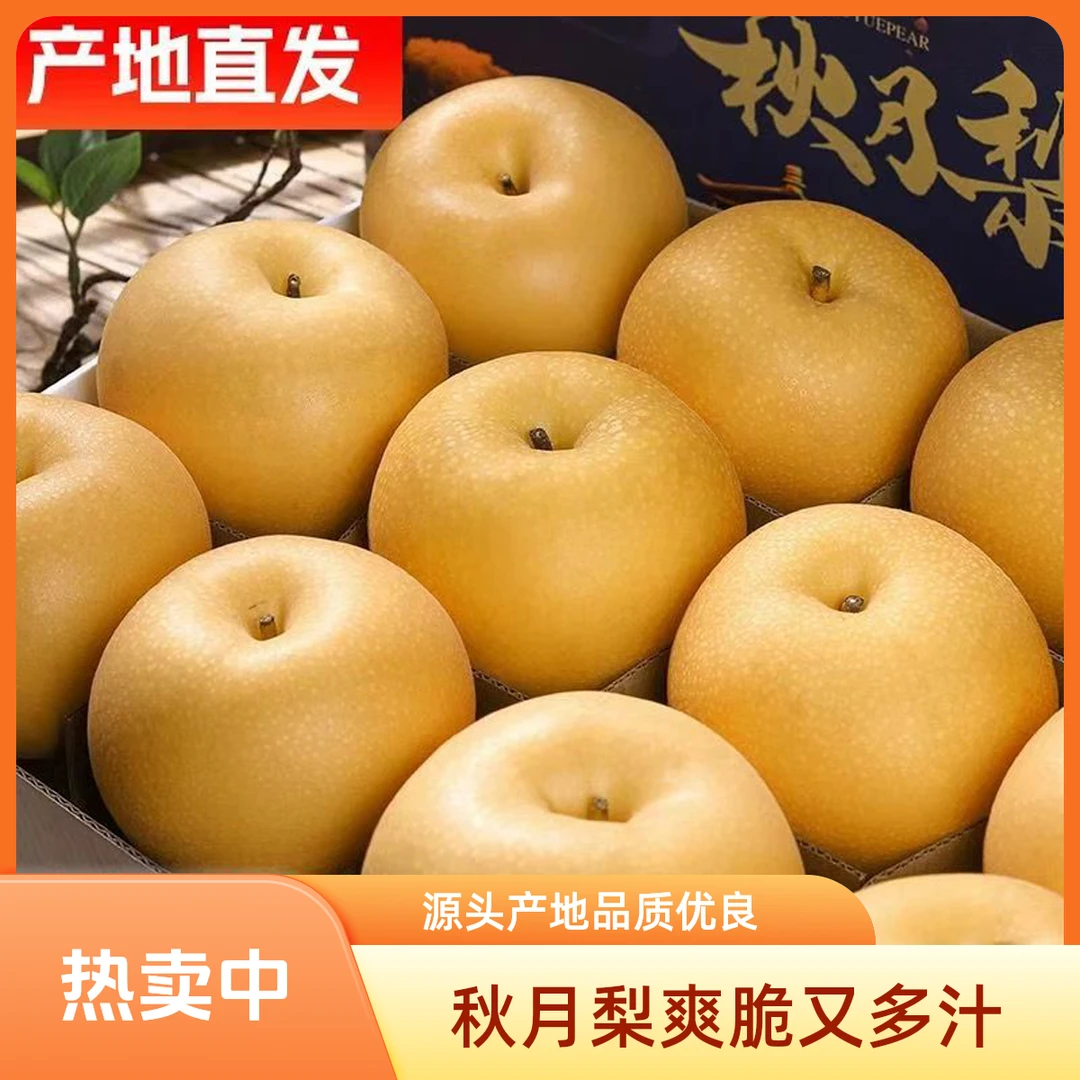秋月梨 爽脆冰糖梨肉  酥脆鲜嫩汁多 无渣核品质 源头产地发货