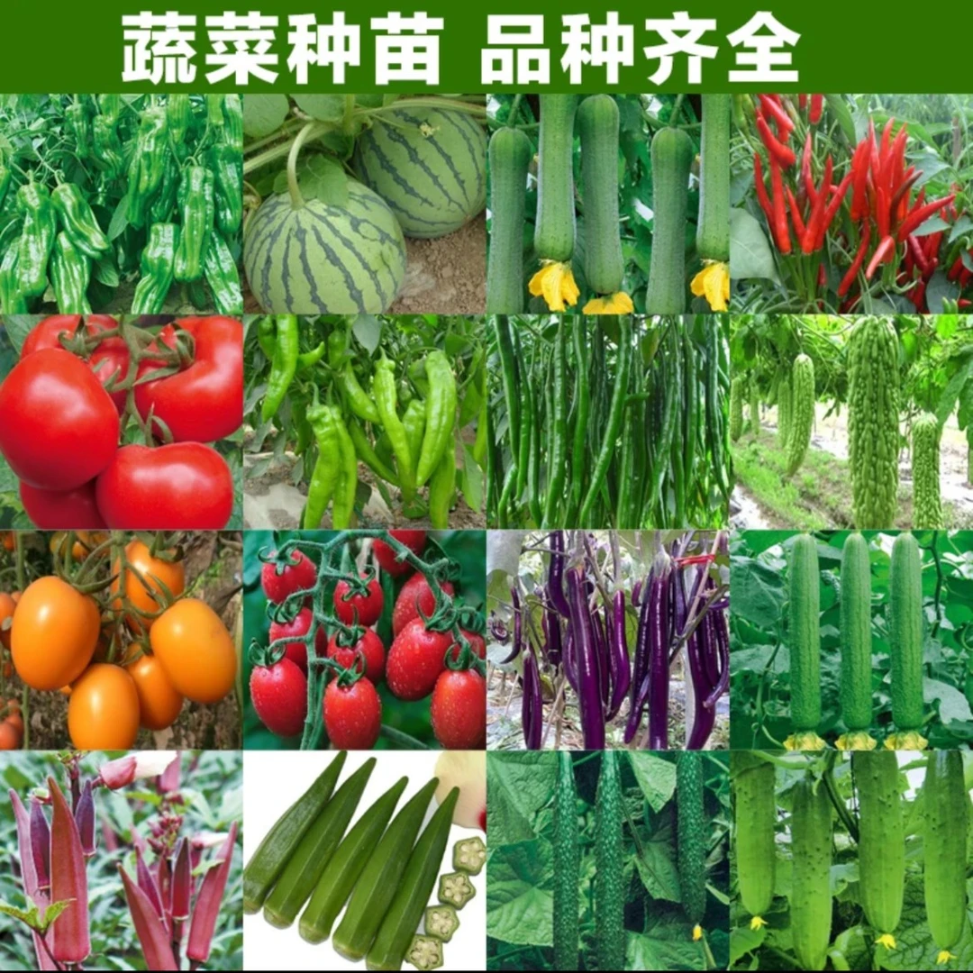 【拍二赠6颗】蔬菜苗辣椒番茄苗秧苗多种阳台庭院圣女果茄子苗小苗