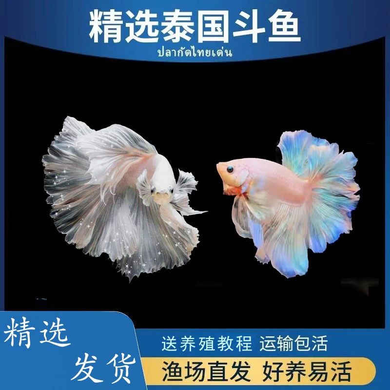 泰国斗鱼半月公鱼精品观赏级超半月热带鱼好养活泰斗多彩打架鱼