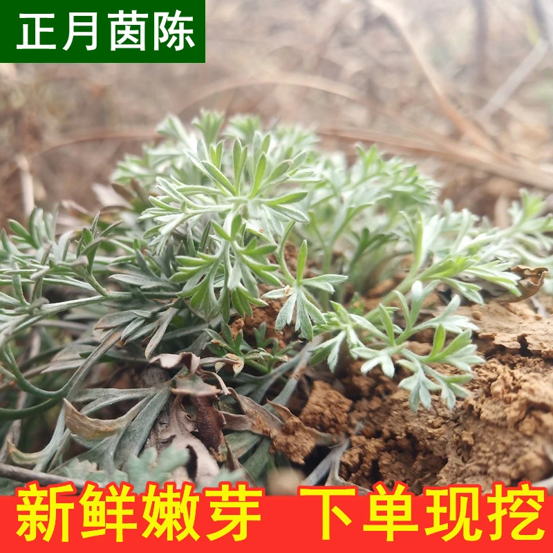 2024年茵陈新鲜白蒿孕妇孕产妇春天现挖现发绵茵陈摘干净包邮