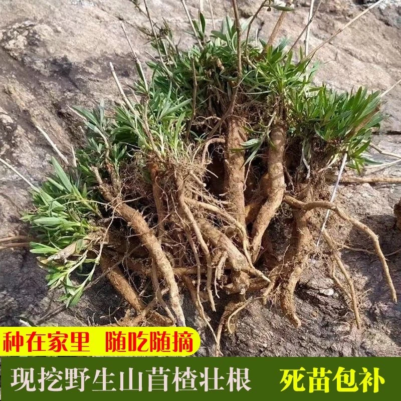 野生带根新鲜山菜山苜楂山菜壮根根苗现挖种植包成活阳台花盆一斤