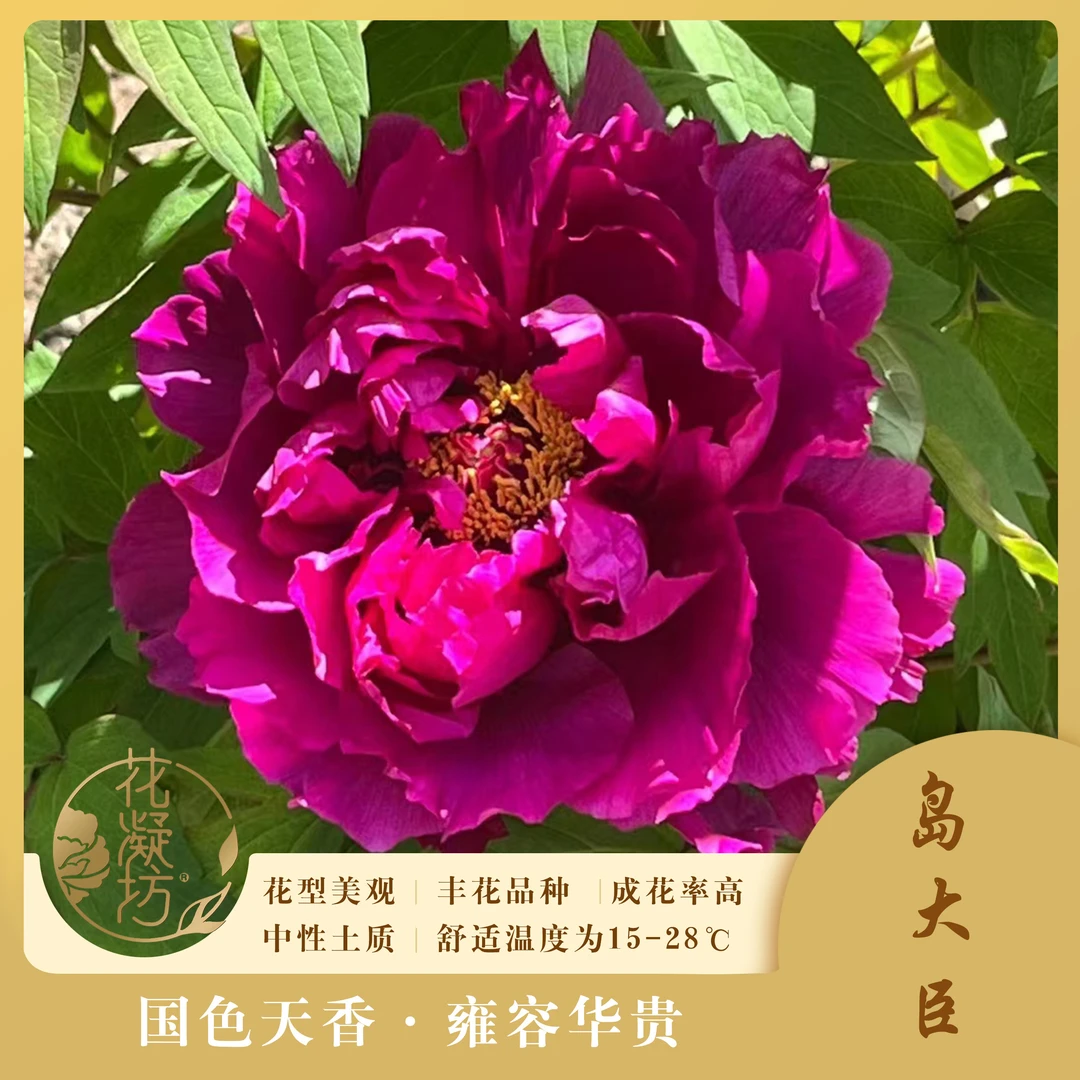 花凝坊岛大臣牡丹花土球一物一拍支持指定现挖