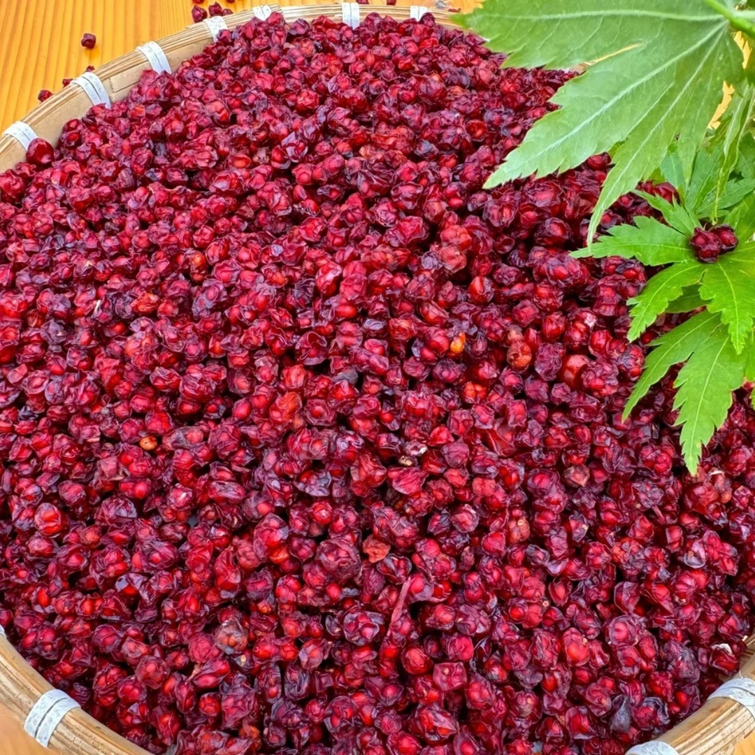 长白山五味子新鲜采摘 自然晾晒