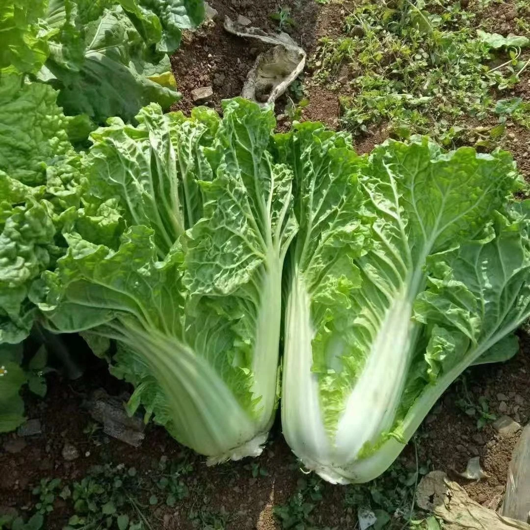贵州农村新鲜蔬菜麻叶白菜皱叶火锅菜青麻叶白菜