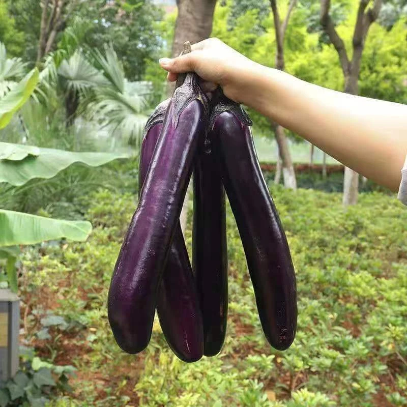 贵州茄子蔬菜新鲜农家种植长茄子紫茄子烧烤紫皮茄子