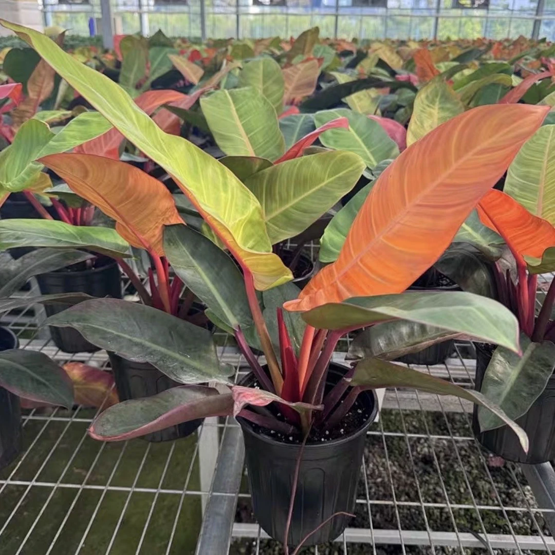 奥兰治国王 金帝王耐热室内彩叶植物 旭日东升蔓绿绒 晶钻橙王子
