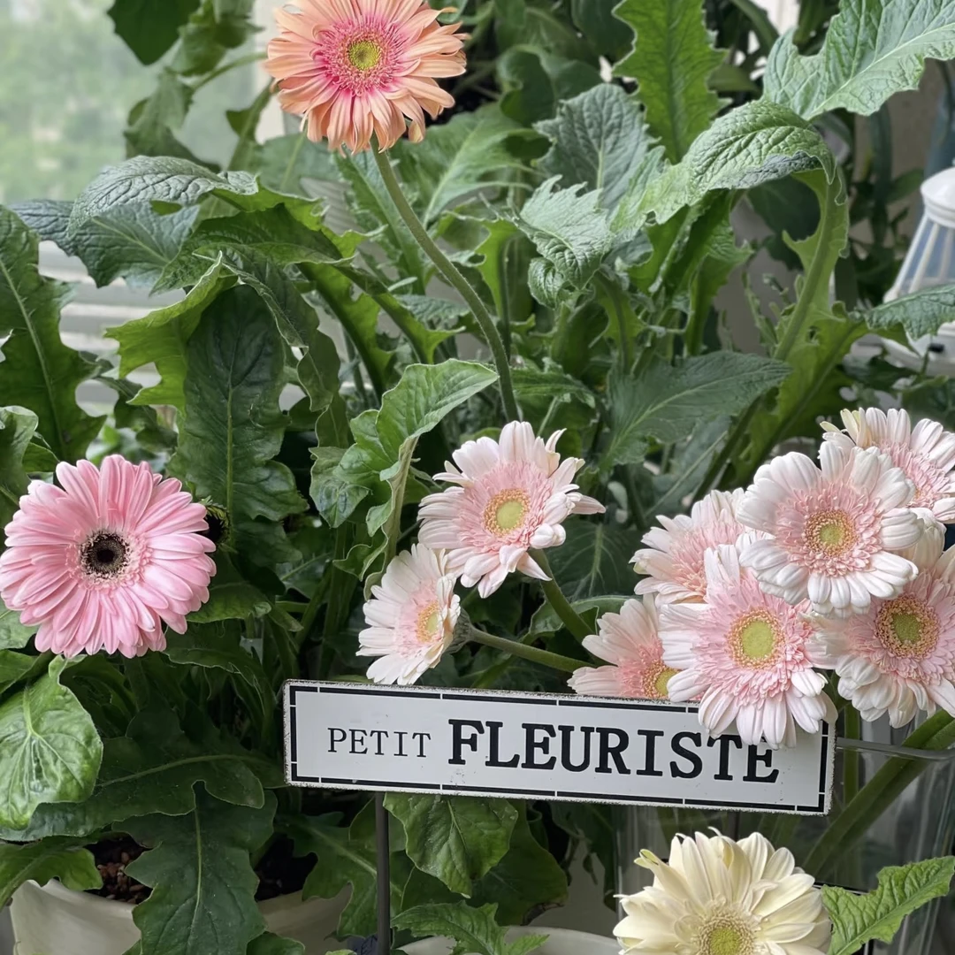 非洲菊扶郎花多年生草本花卉室内阳台可切花四季庭院耐寒植物