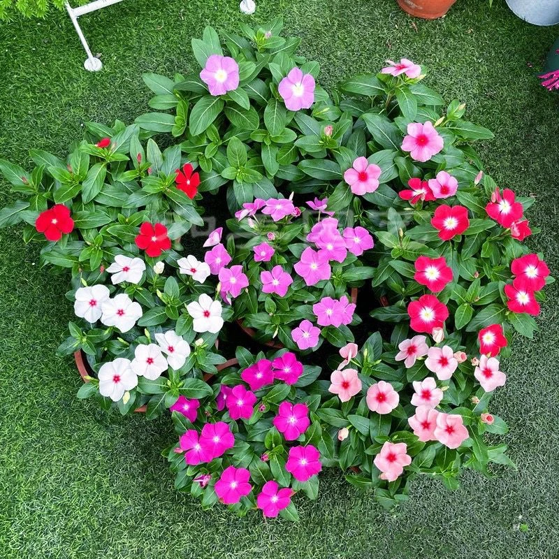 日长春盆栽带花发 紫荆花 日日春四时春庭院阳台耐热窗台花卉包邮