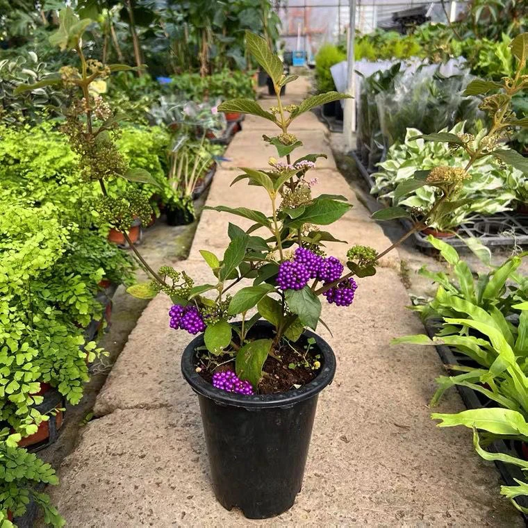 日本紫珠庭院花园植物紫珠花阳台盆栽多年生灌木植物转运珠好养