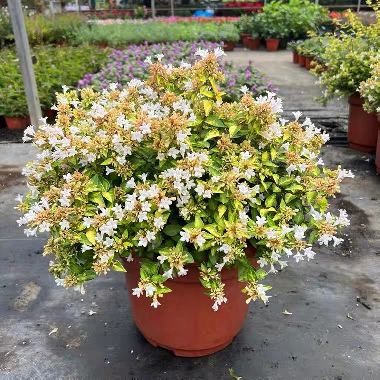 六道木大苗多年生常绿灌木盆栽室外庭院花卉耐寒观花观叶植物