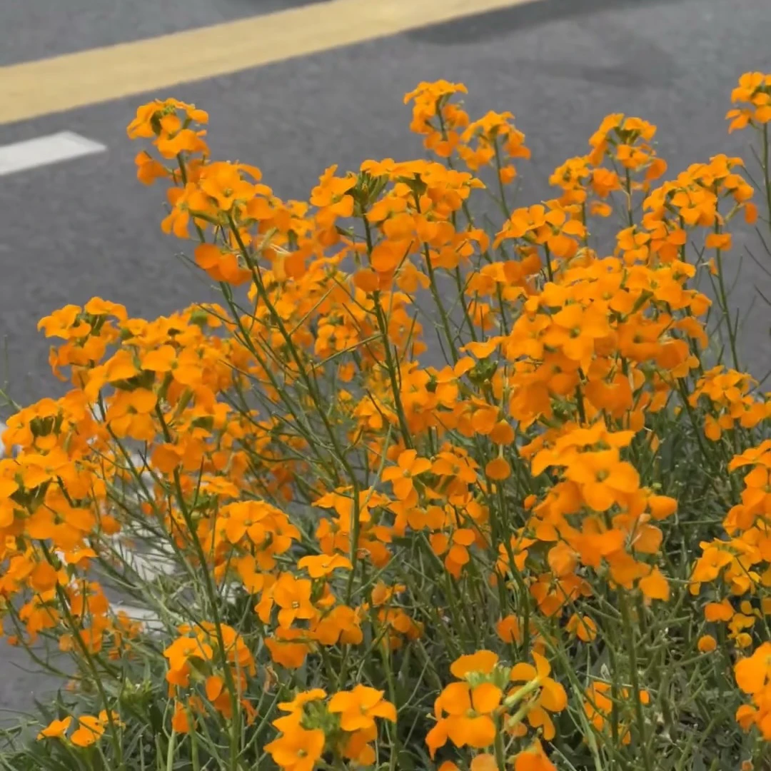 糖芥成品带花盆栽 庭院阳台冬春耐寒花卉 耐寒小花糖芥 花期较长
