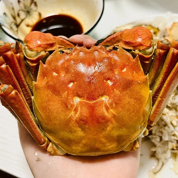 【活蟹】8只3.5两全母大闸蟹精选螃蟹现货蟹礼江苏固城湖原生态