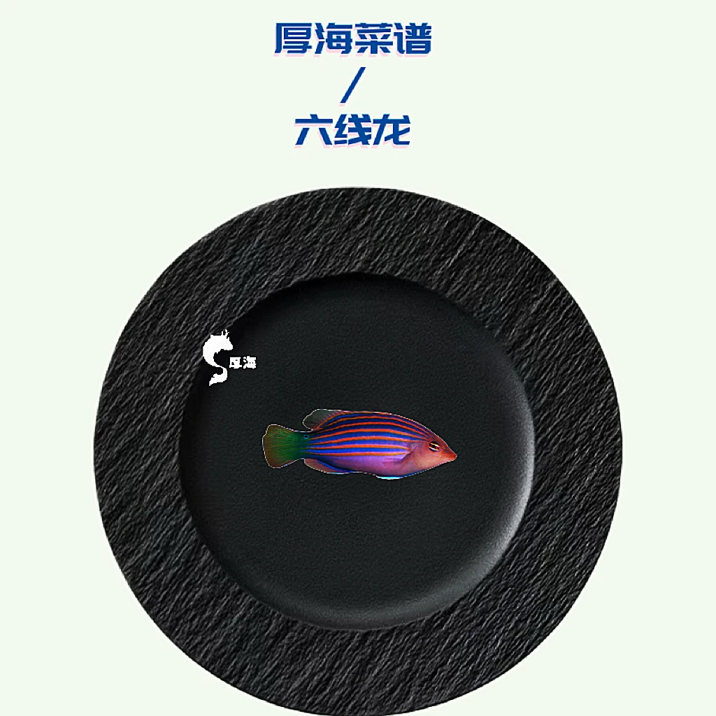 六线龙 不挑食皮实好养 海水观赏鱼