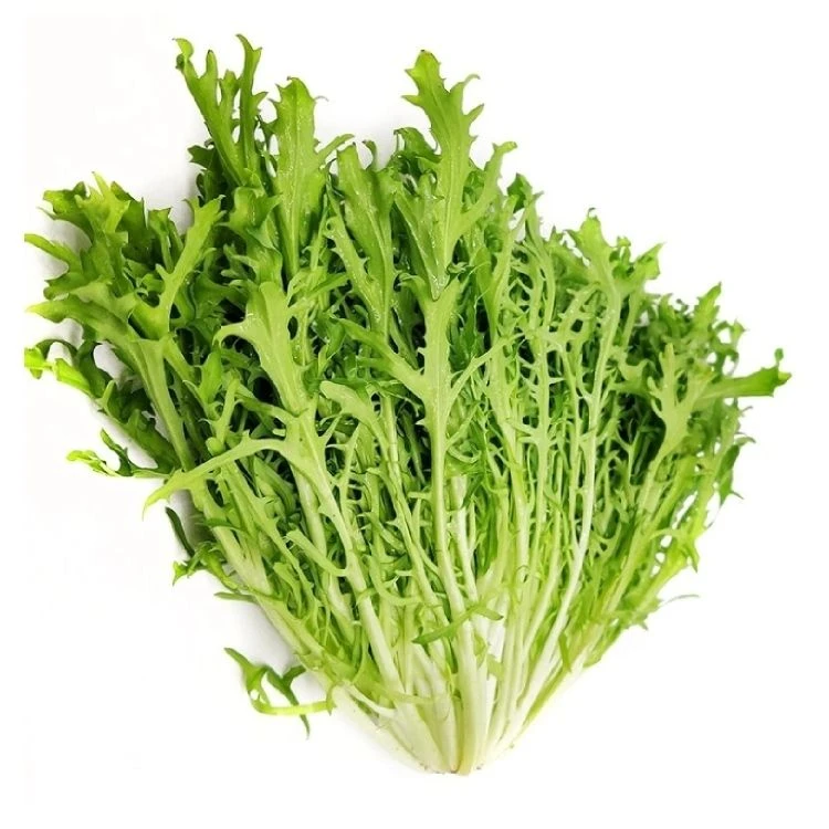 【新鲜】苦菊约220g±30g