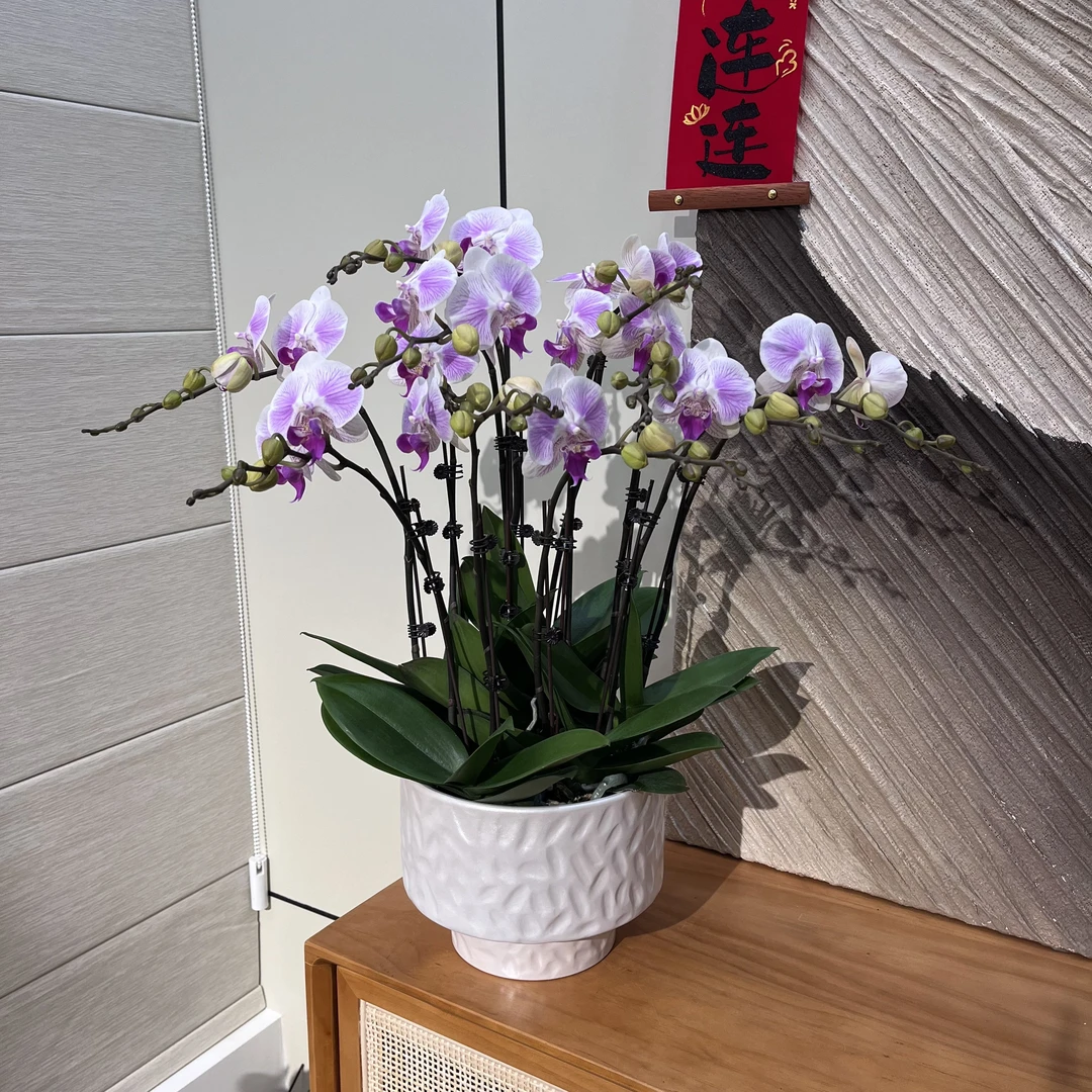 【鹭岛西施】白粉色仙气耐看 极简风装潢搭配 室内礼品花