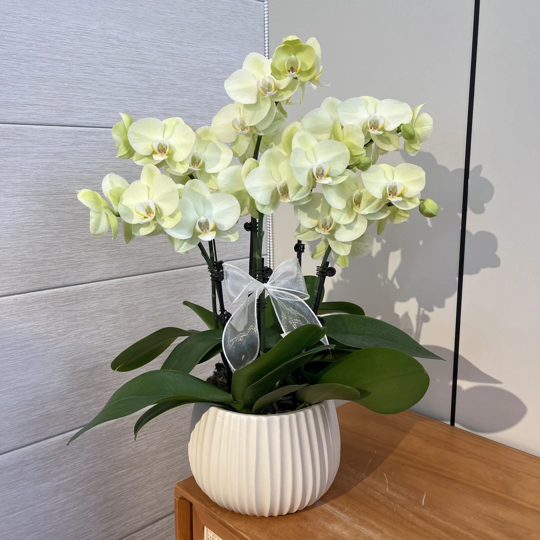 【日光浴】福娜瑞欧品蝴蝶兰植株绿植花卉桌面花绿色系清新不撞款
