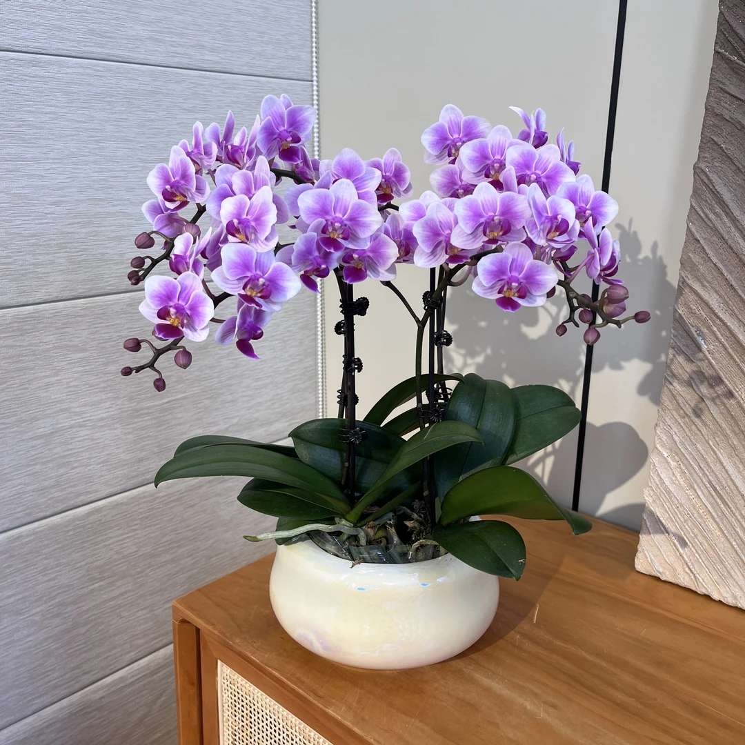 【粉黛】蝴蝶兰  礼品花 轻奢高级室内绿植花卉