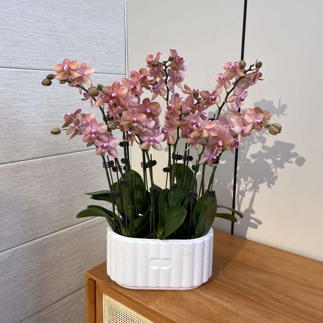 【锦鲤】（少量花苞）蝴蝶兰植株2.8寸杯鲜活绿植花卉基地观花盆栽