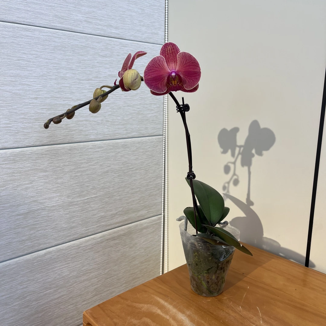 【橘子】室内礼品花蝴蝶兰商务花鲜花绿植花卉植株