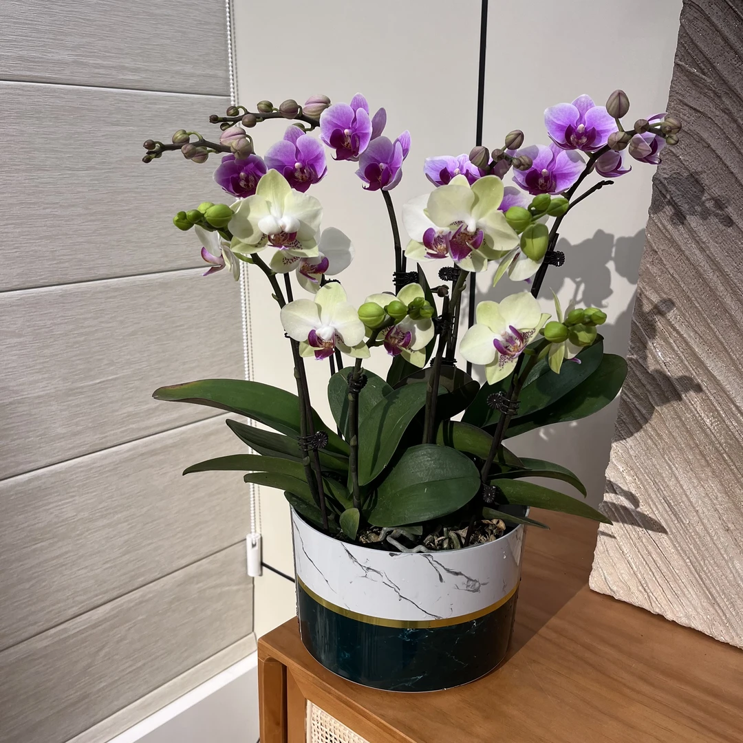 【粉红珍珠+绿熊】蝴蝶兰 鲜花 绿植 少女心 室内鲜花摆件