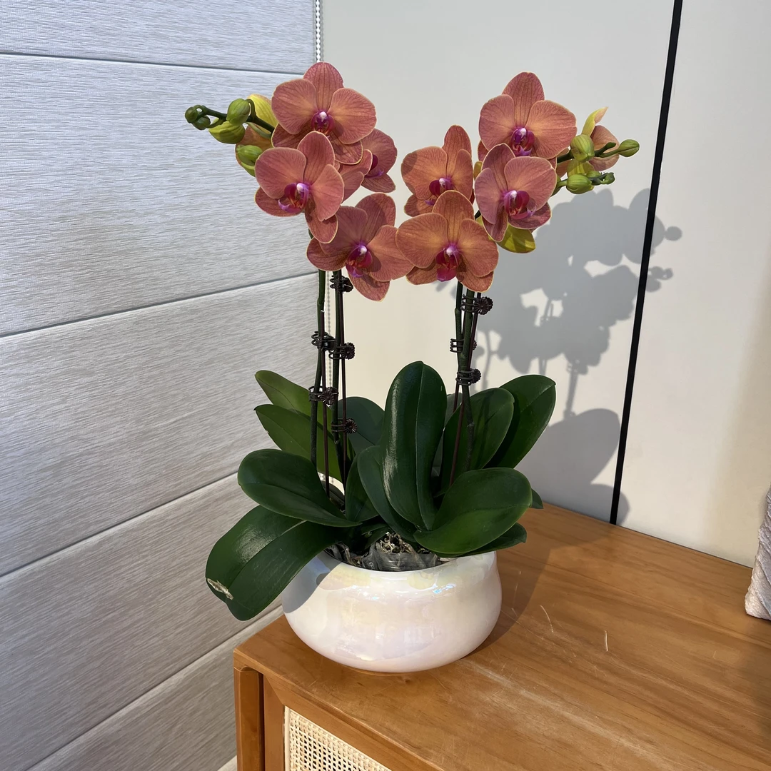 【椪柑】浪漫七夕礼 花瓣厚实花期长 桌面绿植 爱马仕系高端花