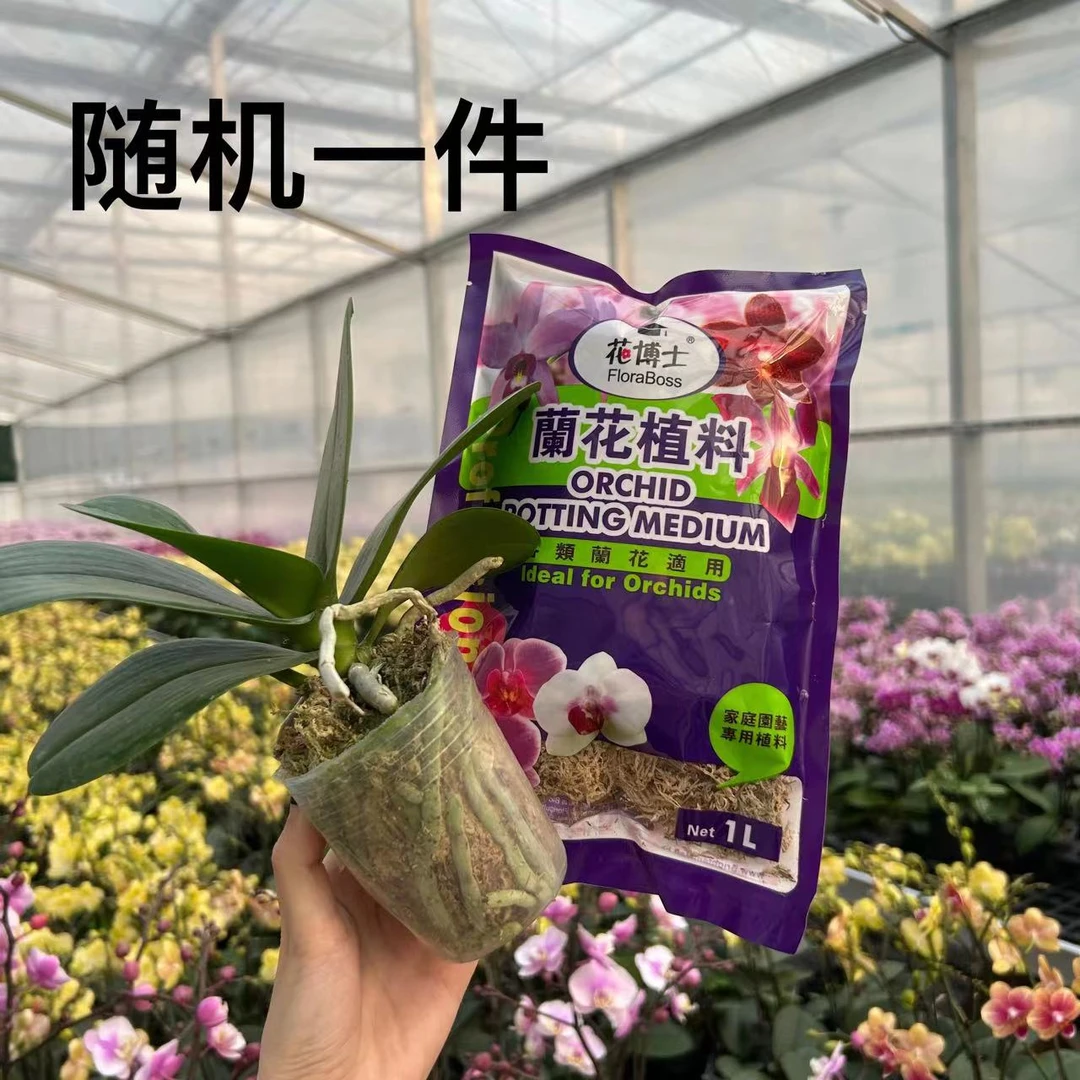 2.8寸花后苗1颗或者水苔1包  随机发