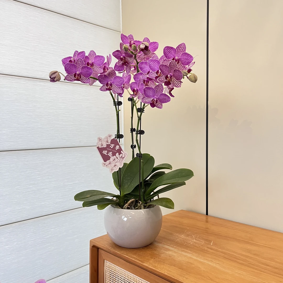 【红蜻蜓】室内礼品花鲜花绿植植株线条型蝴蝶兰紫色系花卉