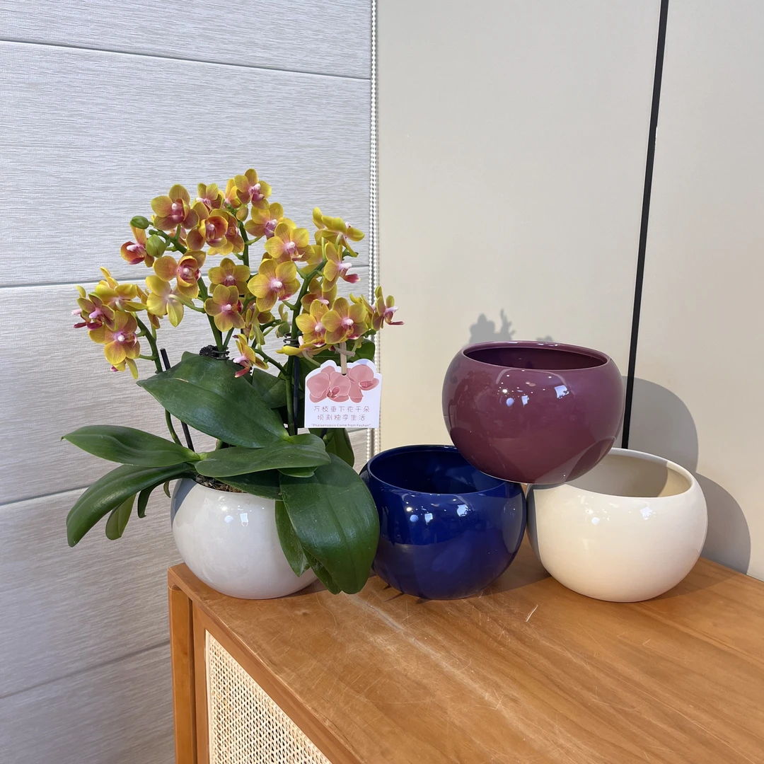 【沙拉小黄金】（全开放无花苞）室内礼品花绿植小众品种桌面迷你款