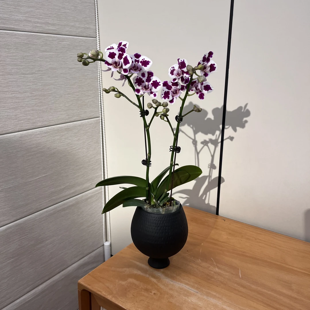 【红豆冰】趣味型蝴蝶兰室内礼品花耐看耐养办公室鲜花绿植花卉植株
