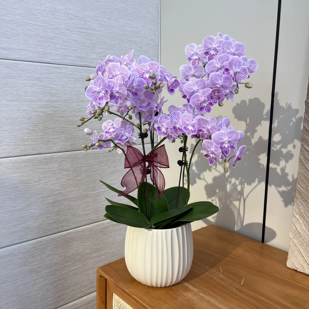 【小可爱】蝴蝶兰 高端绿植花卉  带花带花苞  组好发货