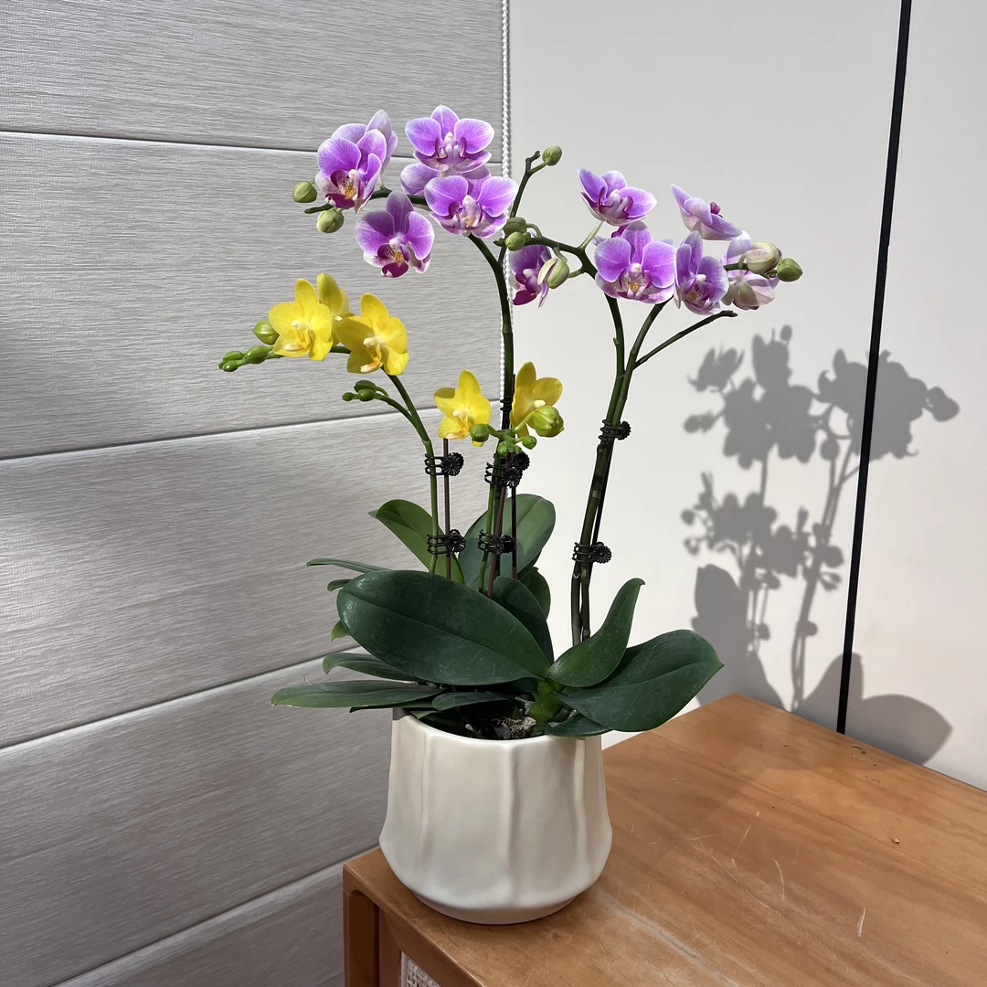 【艺术组盆-黄灯笼+小可爱】清新淡雅文艺植株书房花礼品花