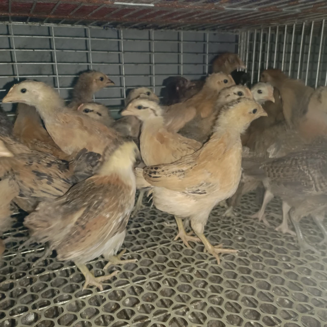 散养绿壳土鸡，拍一发十