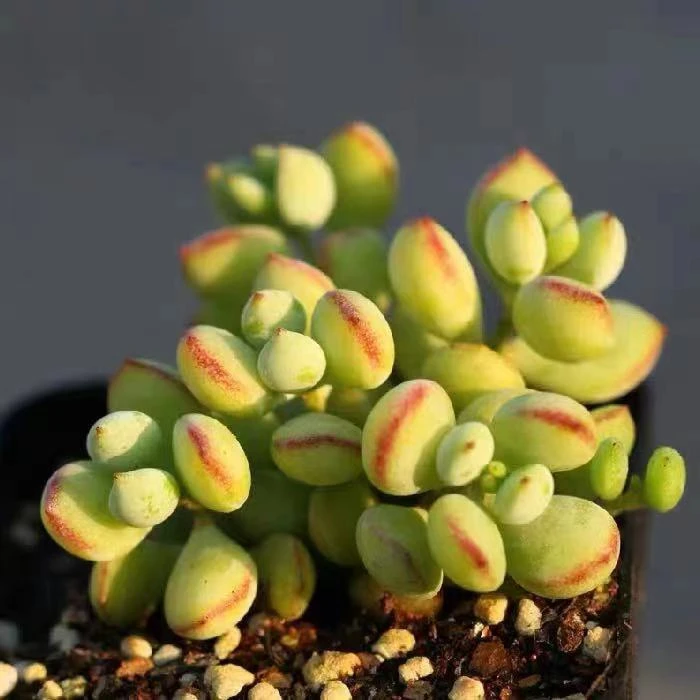 达摩福娘多头群生带香味多肉植物新手组合盆栽办公桌面花卉防辐射