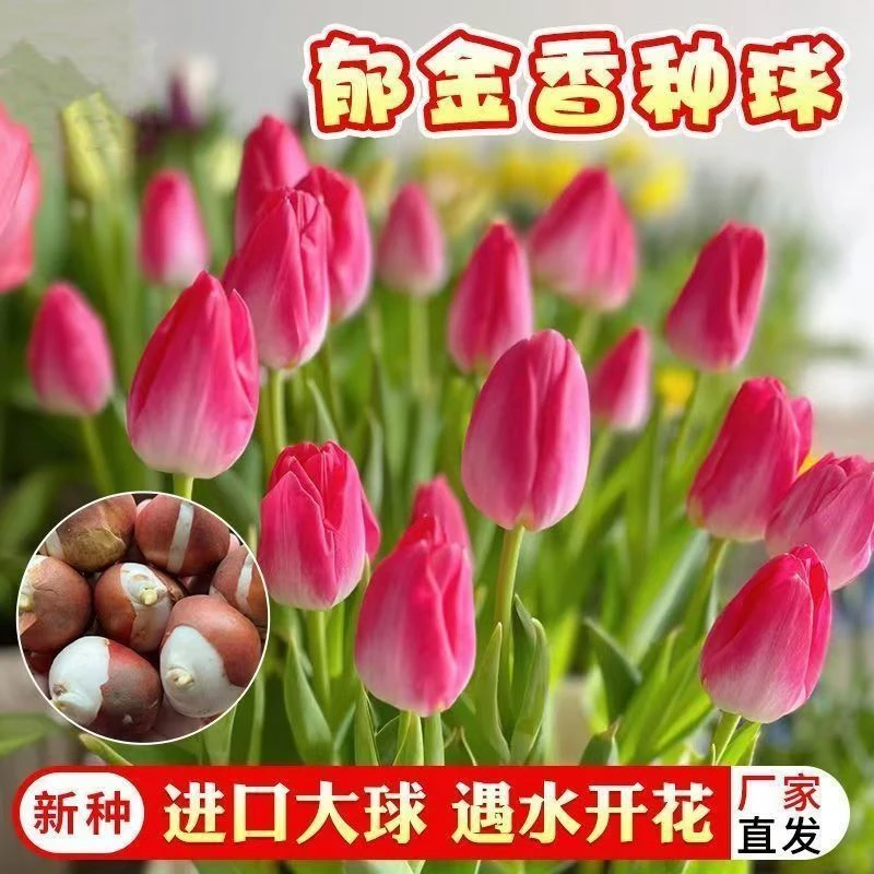 荷兰进口郁金香大种球四季水培土培耐寒花卉种子室内阳台水养植物