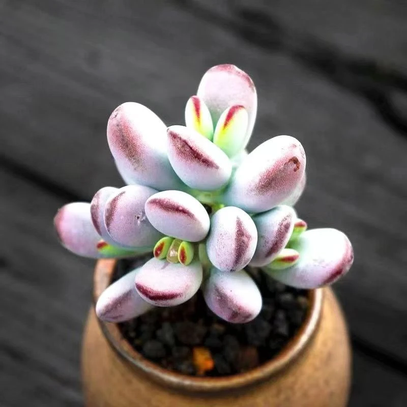 高级乒乓福娘群生多肉植物盆栽办公室阳台桌面绿植花卉净化空气