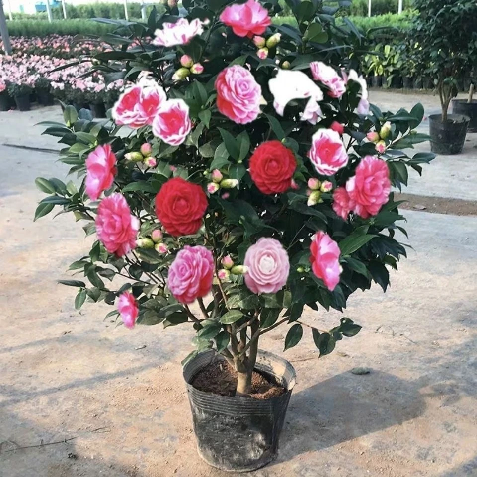 五色赤丹山茶花树苗原生苗带花苞当年开花年宵花耐寒不怕冻阳台