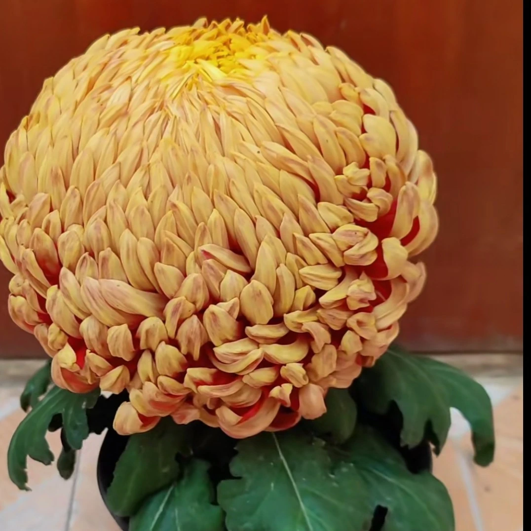 太平红叶多头菊花阳台地栽庭院耐寒耐热