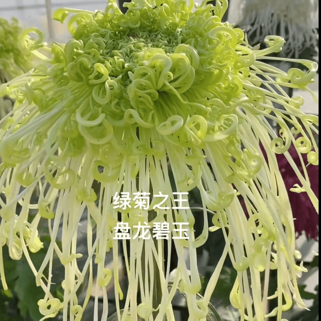 盘龙碧玉菊花阳台地栽庭院耐寒耐热