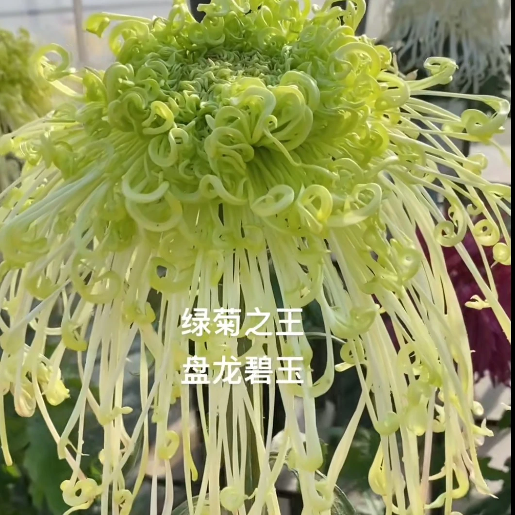 盘龙碧玉菊花阳台地栽庭院耐寒耐热
