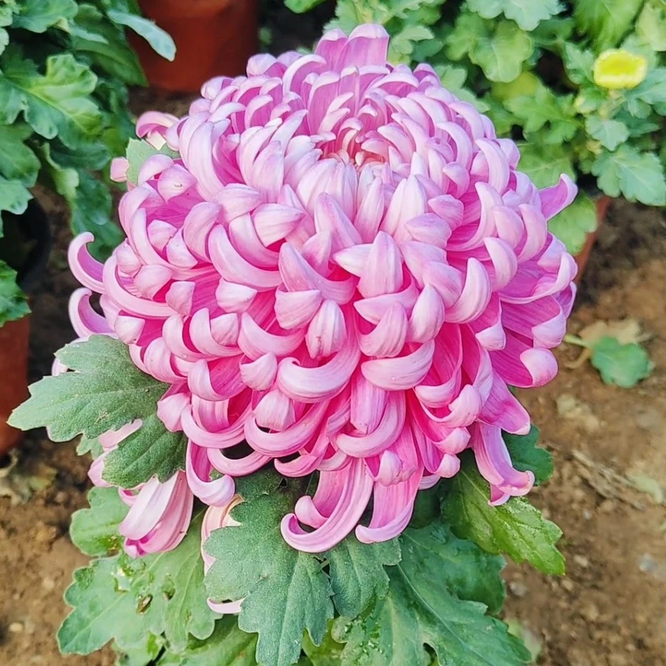 不包售后，断枝掉包粉国华独本菊菊花阳台地栽庭院耐寒耐热